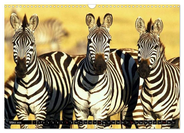 Produktbild: Zebras - Ungez&auml;hmte Kraft (Wandkalender 2026 DIN A3 quer), CALVENDO Monatskalender