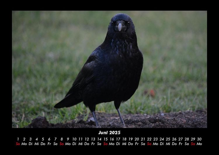 Produktbild: Vogelparadies 2025 Fotokalender DIN A3