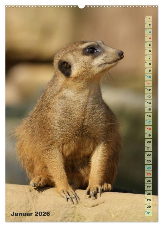 Produktbild: Erdm&auml;nnchen-Meerkats-Surikate (Wandkalender 2026 DIN A2 hoch), CALVENDO Monatskalender