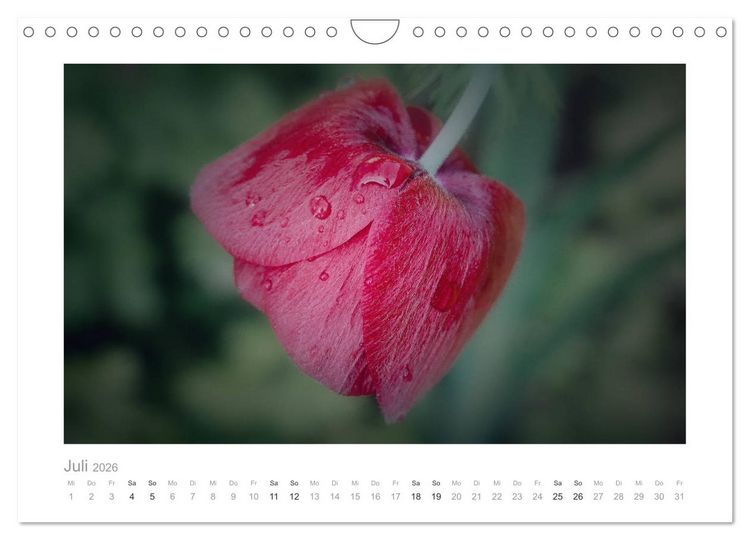 Produktbild: Blumen zart und sch&ouml;n (Wandkalender 2026 DIN A4 quer), CALVENDO Monatskalender