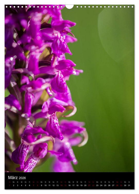 Produktbild: Im richtigen Licht: Wilde Orchideen in S&uuml;dbayern (Wandkalender 2026 DIN A3 hoch), CALVENDO Monatskalender