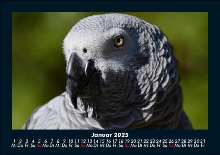 Produktbild: Welt der V&ouml;gel 2025 Fotokalender DIN A5