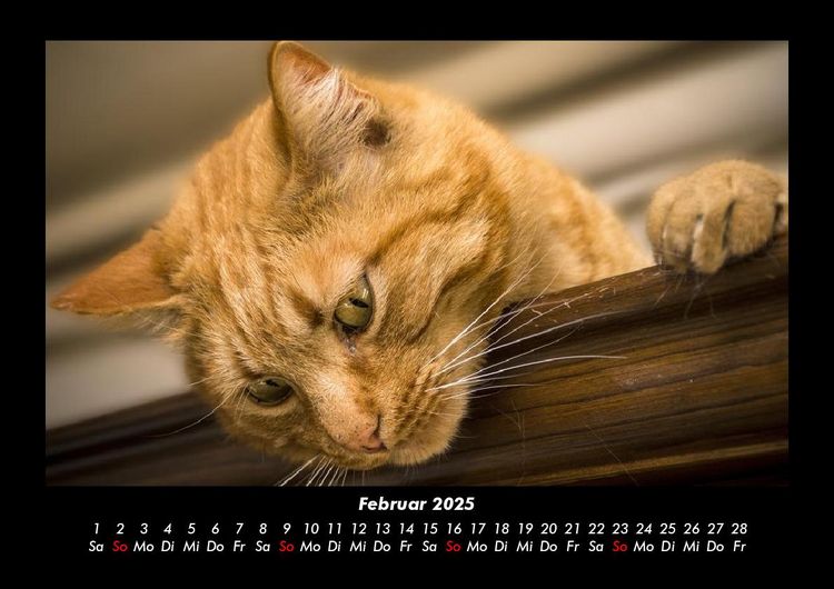 Produktbild: F&uuml;r Katzenfreunde 2025 Fotokalender DIN A3