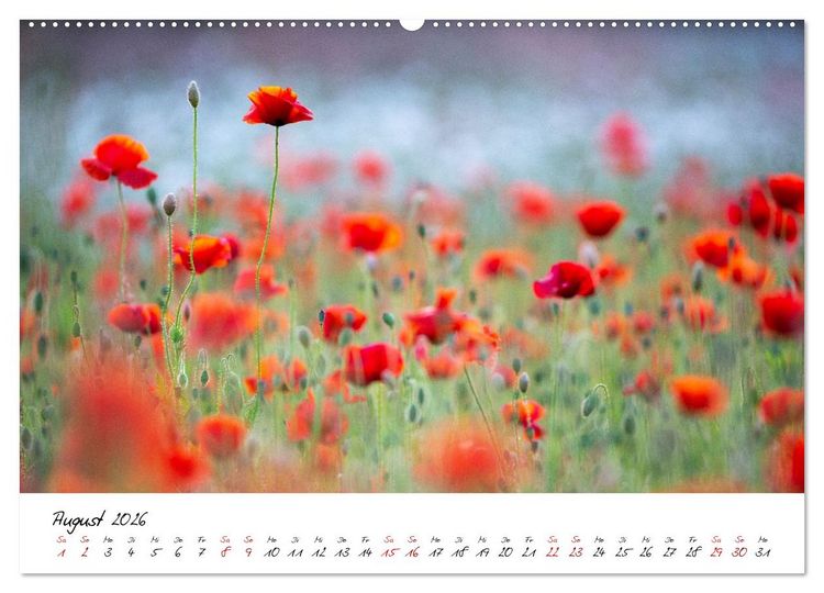 Produktbild: Mohnwiesen (Wandkalender 2026 DIN A2 quer), CALVENDO Monatskalender