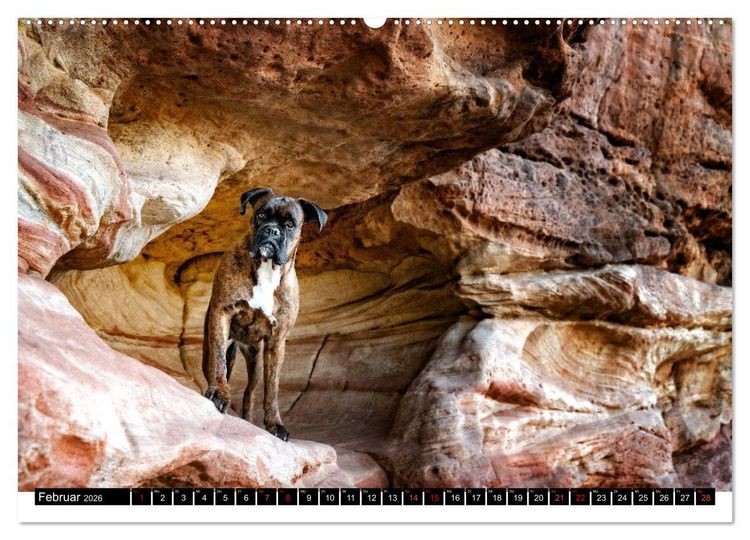 Produktbild: K&auml;the - ein Boxer mit Charme (hochwertiger Premium Wandkalender 2026 DIN A2 quer), Kunstdruck in Hochglanz