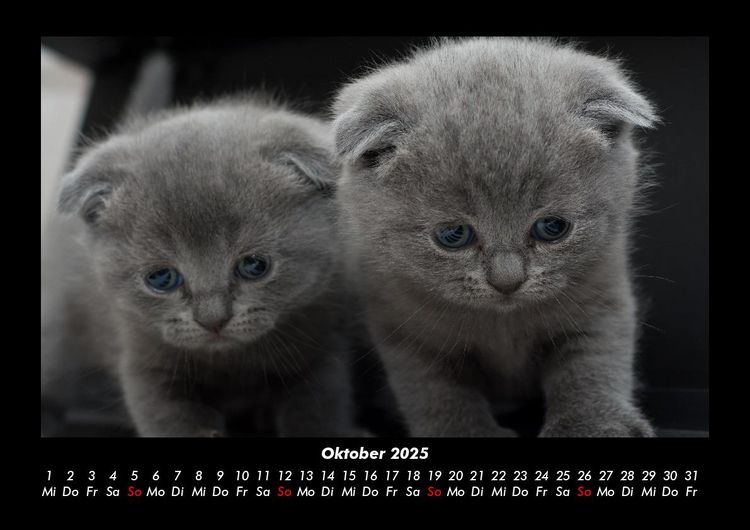 Produktbild: F&uuml;r Katzenfreunde 2025 Fotokalender DIN A3