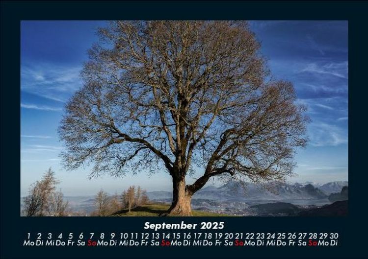 Produktbild: B&auml;ume 2025 Fotokalender DIN A5