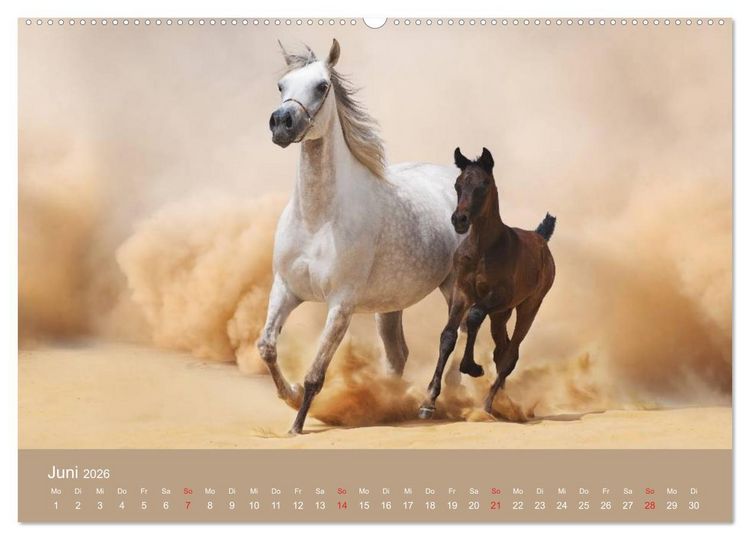 Produktbild: Pferde &bull; Araber im W&uuml;stensand (Wandkalender 2026 DIN A2 quer), CALVENDO Monatskalender
