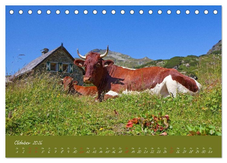 Produktbild: Friedliche K&uuml;he (Tischkalender 2026 DIN A5 quer), CALVENDO Monatskalender