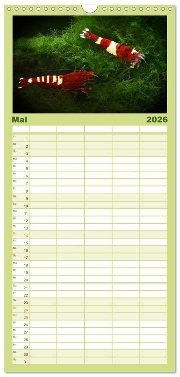 Produktbild: Familienplaner 2026 - Dwarf Shrimps - kleine Garnelen mit 5 Spalten (Wandkalender, 21 x 45 cm) CALVENDO