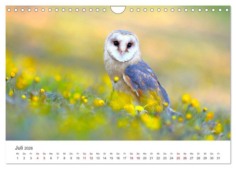 Produktbild: Eulen - Wachsame und geheimnisvolle Augen (Wandkalender 2026 DIN A4 quer), CALVENDO Monatskalender