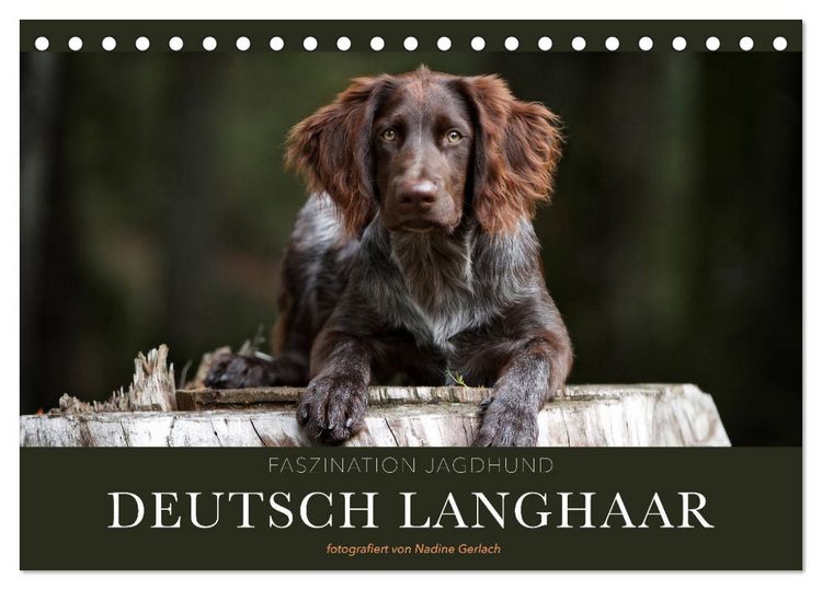 Produktbild: Faszination Jagdhund - Deutsch Langhaar (Tischkalender 2026 DIN A5 quer), CALVENDO Monatskalender