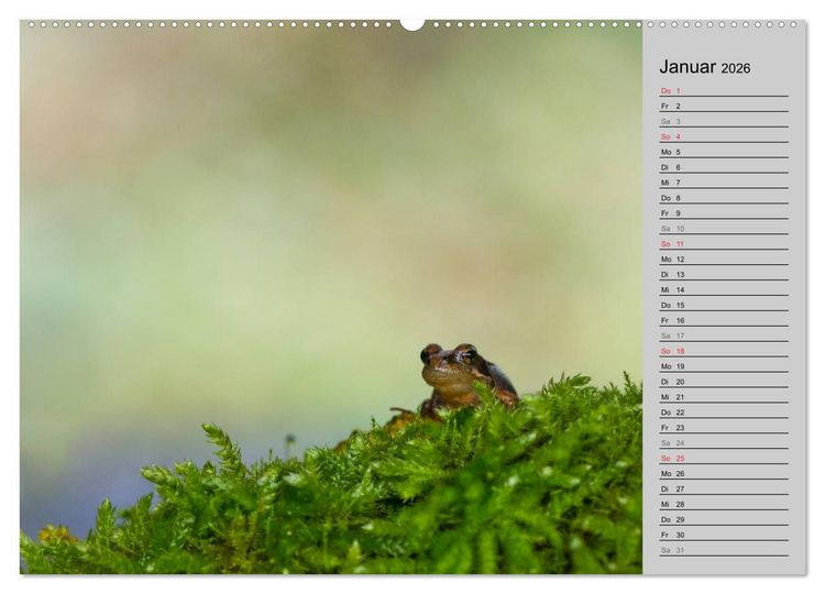 Produktbild: Salamander und Co. (hochwertiger Premium Wandkalender 2026 DIN A2 quer), Kunstdruck in Hochglanz