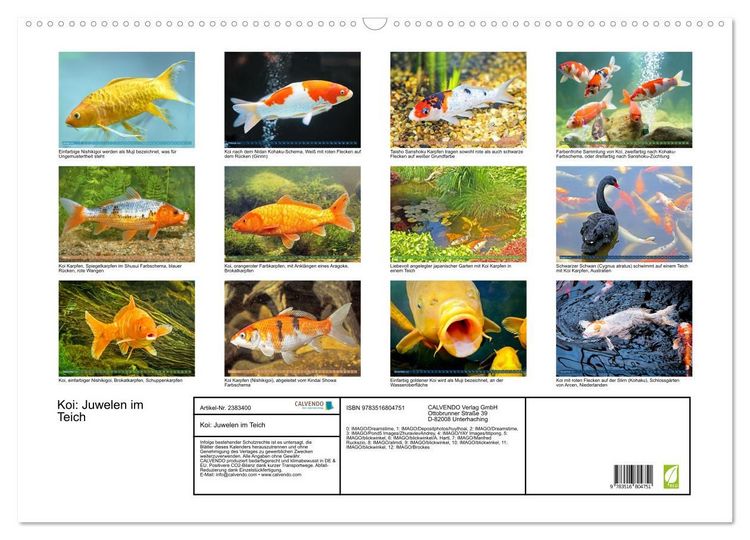 Produktbild: Koi: Juwelen im Teich (Wandkalender 2027 DIN A2 quer), CALVENDO Monatskalender