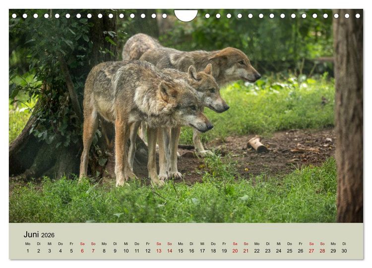 Produktbild: Wolfsrudel (Wandkalender 2026 DIN A4 quer), CALVENDO Monatskalender