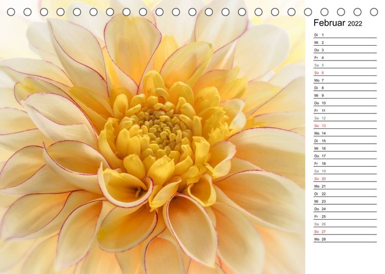 Produktbild: Bl&uuml;hende Dahlien (Tischkalender 2022 DIN A5 quer)