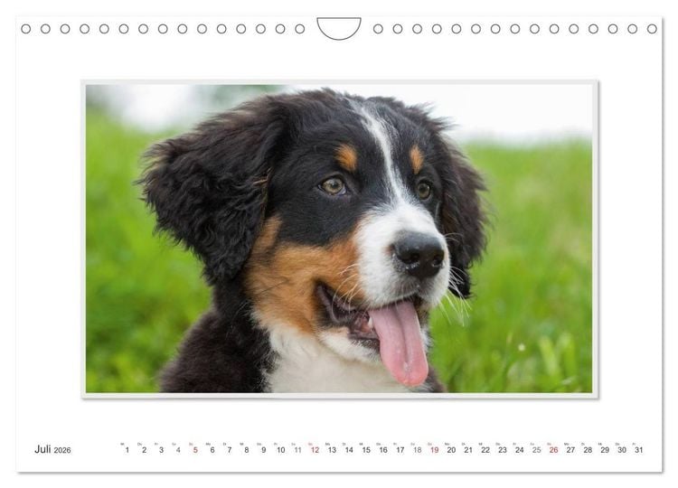 Produktbild: Emotionale Momente: Berner Sennenhund. (Wandkalender 2026 DIN A4 quer), CALVENDO Monatskalender