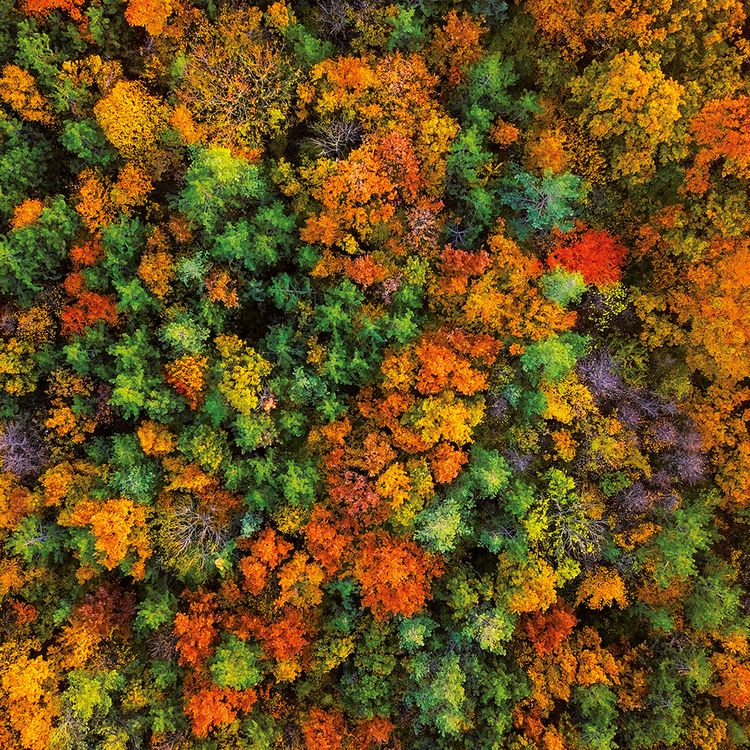 Produktbild: Deep Forest 2024