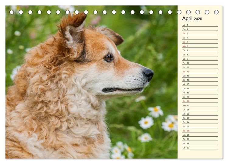Produktbild: Altdeutsche H&uuml;tehunde - Fast vergessen (Tischkalender 2026 DIN A5 quer), CALVENDO Monatskalender