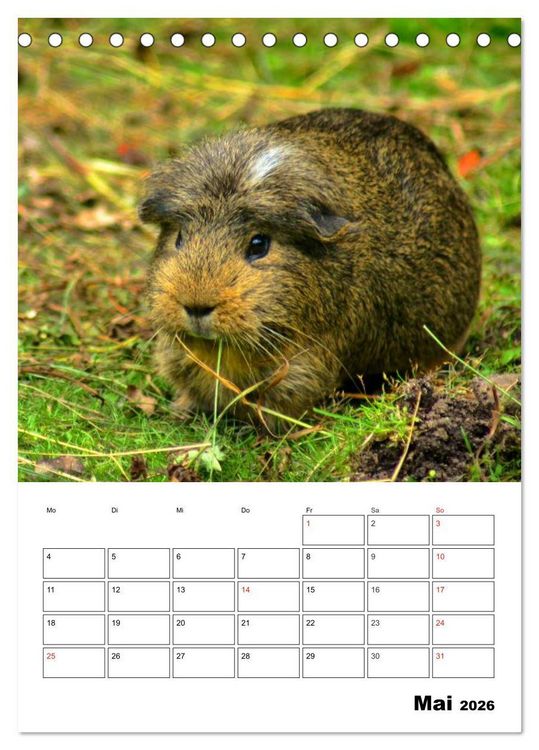 Produktbild: Meerschweinchen Terminplaner (Tischkalender 2026 DIN A5 hoch), CALVENDO Monatskalender