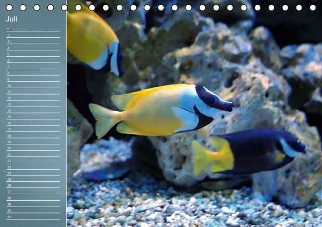 Produktbild: Bunte Riffbewohner - Fische, Anemonen und noch viel mehr (Tischkalender immerw&auml;hrend DIN A5 quer)