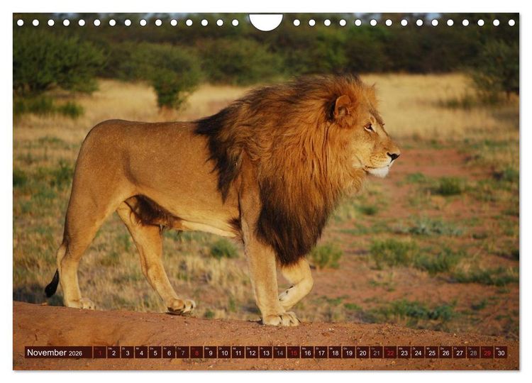 Produktbild: Afrikas wilde Sch&ouml;nheiten (Wandkalender 2026 DIN A4 quer), CALVENDO Monatskalender