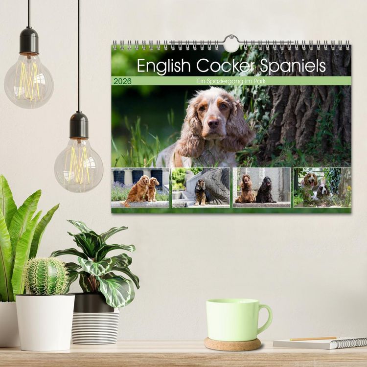 Produktbild: English Cocker Spaniels - Ein Spaziergang im Park (Wandkalender 2026 DIN A4 quer), CALVENDO Monatskalender