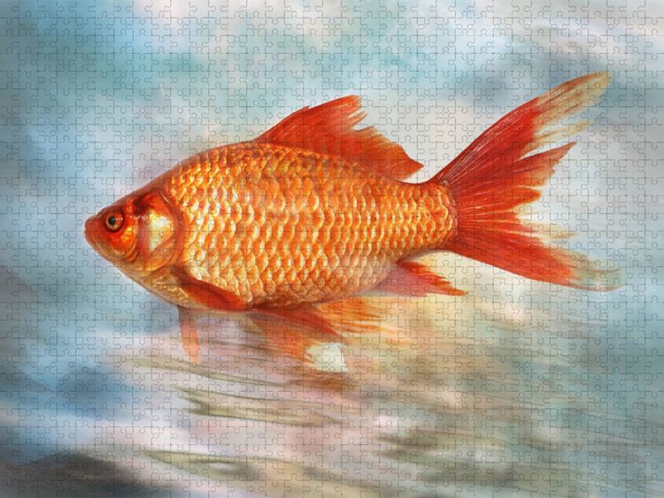 Produktbild: CALVENDO Puzzle Goldfisch | 1000 Teile Lege-Gr&ouml;&szlig;e 64x48cm Foto-Puzzle f&uuml;r gl&uuml;ckliche Stunden