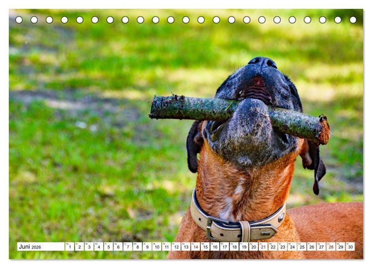 Produktbild: Muskelprotz Boxer (Tischkalender 2026 DIN A5 quer), CALVENDO Monatskalender