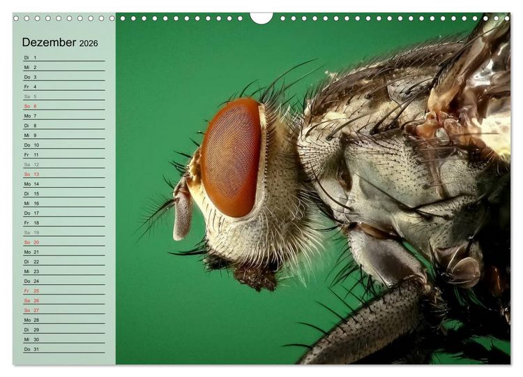 Produktbild: Die geheimnisvolle Welt der Insekten (Wandkalender 2026 DIN A3 quer), CALVENDO Monatskalender