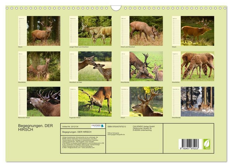 Produktbild: Begegnungen. DER HIRSCH (Wandkalender 2026 DIN A3 quer), CALVENDO Monatskalender