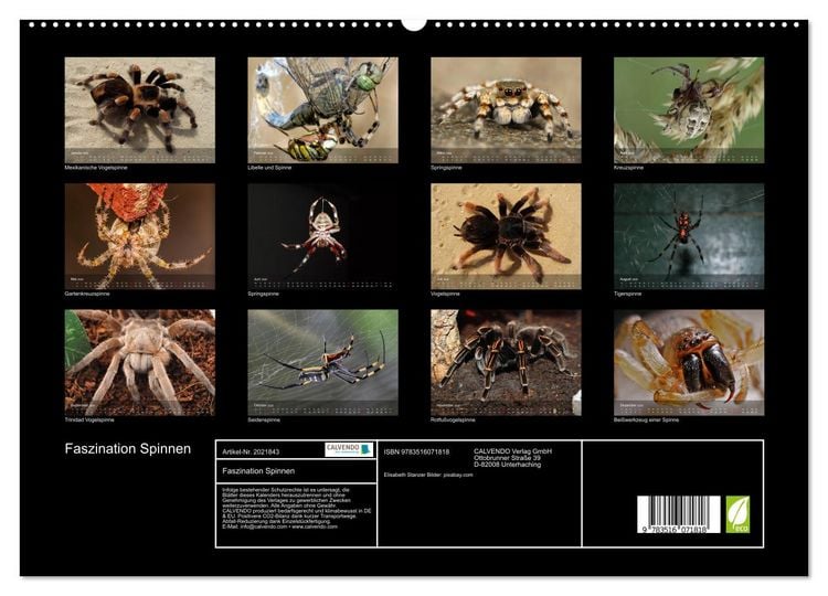 Produktbild: Faszination Spinnen (hochwertiger Premium Wandkalender 2026 DIN A2 quer), Kunstdruck in Hochglanz