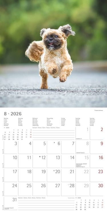 Produktbild: Hunde 2026 - Broschürenkalender 30x30 cm (30x60 geöffnet) - Kalender mit Platz für Notizen - Dogs - Bildkalender - Wandkalender - Hundekalender