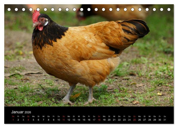 Produktbild: Die Welt der H&uuml;hner (Tischkalender 2026 DIN A5 quer), CALVENDO Monatskalender