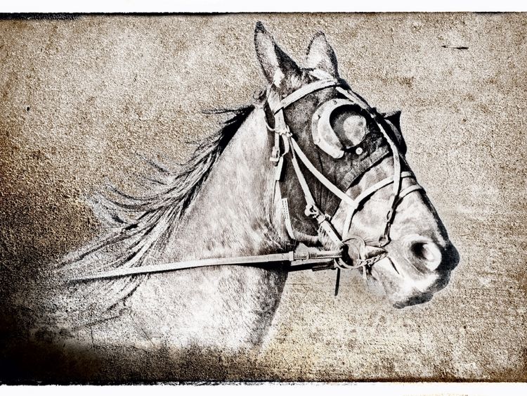 Produktbild: CALVENDO Puzzle Der Traber | 1000 Teile Lege-Gr&ouml;&szlig;e 64x48cm Foto-Puzzle f&uuml;r gl&uuml;ckliche Stunden