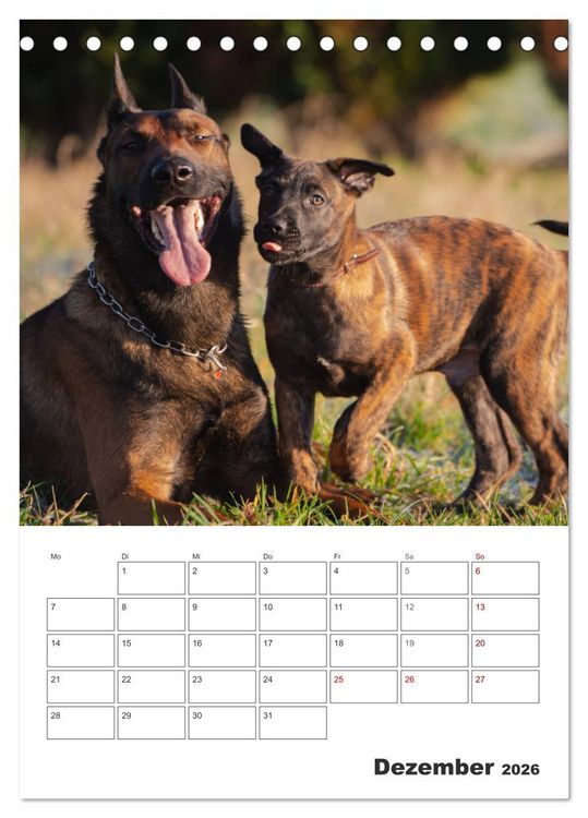 Produktbild: Malinois Power auf vier Pfoten (Tischkalender 2026 DIN A5 hoch), CALVENDO Monatskalender