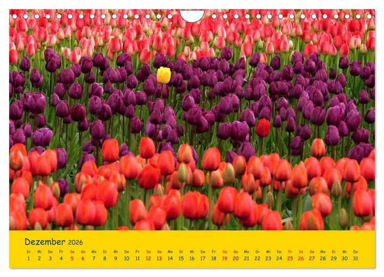 Produktbild: Tulpentraum (Wandkalender 2026 DIN A4 quer), CALVENDO Monatskalender