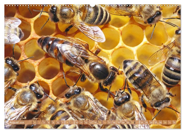 Produktbild: Der Imker: Leidenschaft f&uuml;r die Bienen (hochwertiger Premium Wandkalender 2026 DIN A2 quer), Kunstdruck in Hochglanz