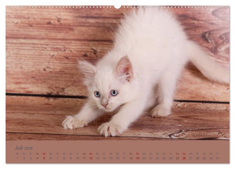 Produktbild: Flauschige Ragdoll Kitten (Wandkalender 2026 DIN A2 quer), CALVENDO Monatskalender