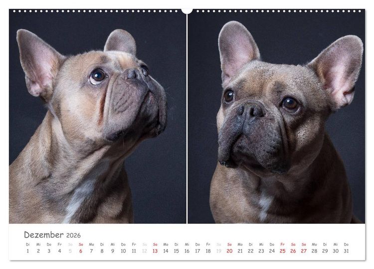 Produktbild: charakterstarke Hunde, wundersch&ouml;ne Hundeportraits (hochwertiger Premium Wandkalender 2026 DIN A2 quer), Kunstdruck in Hochglanz