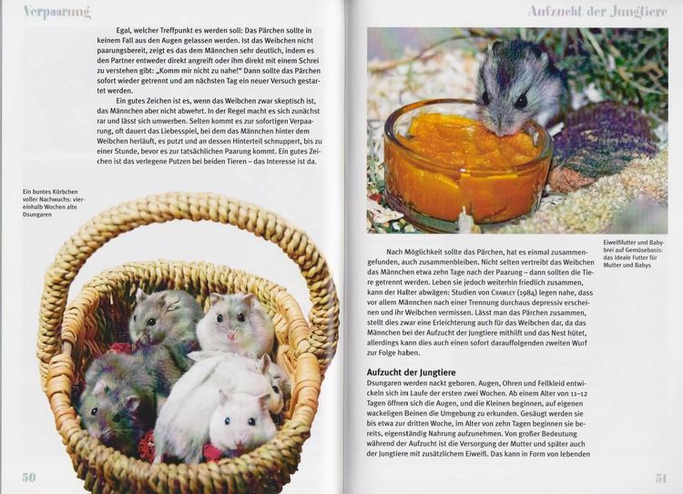Produktbild: Der Dsungarische Zwerghamster