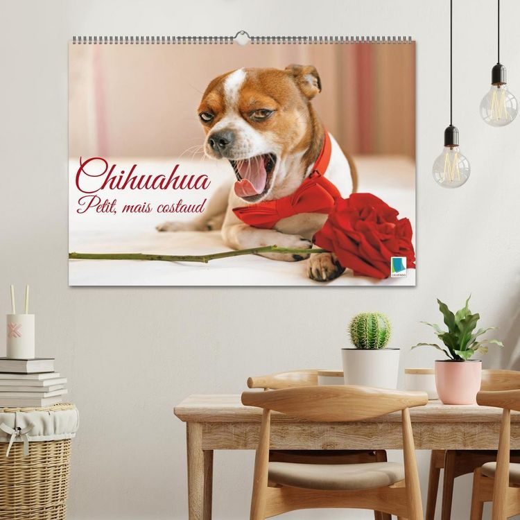 Produktbild: Chihuahua : petit, mais costaud (Calendrier mural 2026 DIN A2 vertical), CALVENDO calendrier mensuel