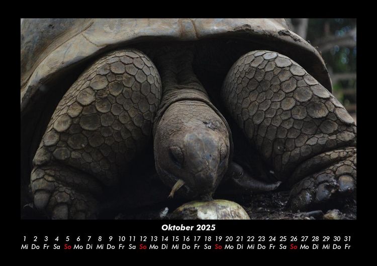 Produktbild: Schildkr&ouml;tenzauber 2025 Fotokalender DIN A3