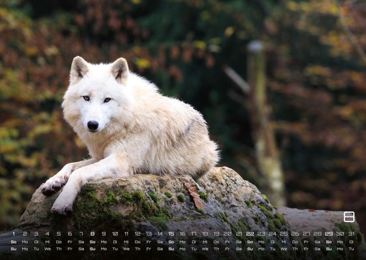 Produktbild: Wolf &ndash; Im Schatten des Waldes - 2027 - Kalender DIN A2