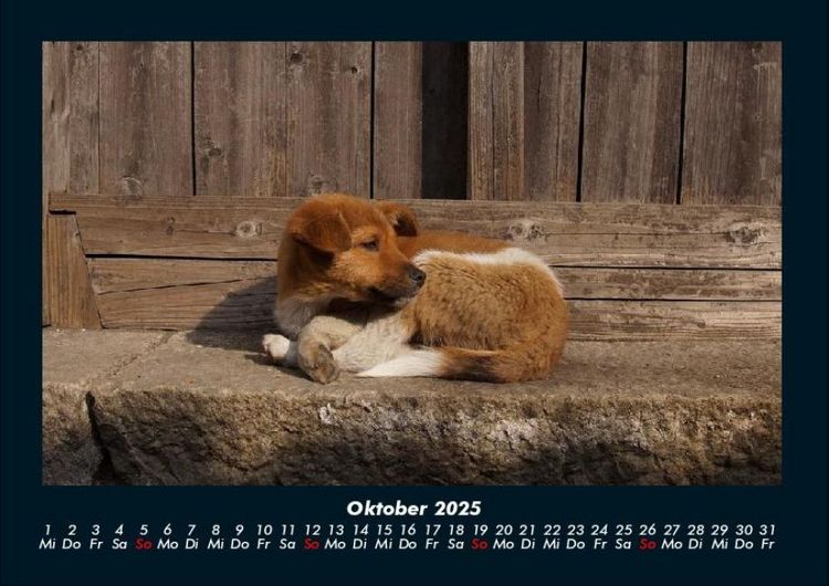 Produktbild: Der Hundekalender 2025 Fotokalender DIN A4