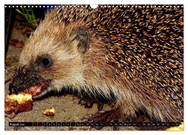Produktbild: Meine Igel (Wandkalender 2026 DIN A3 quer), CALVENDO Monatskalender