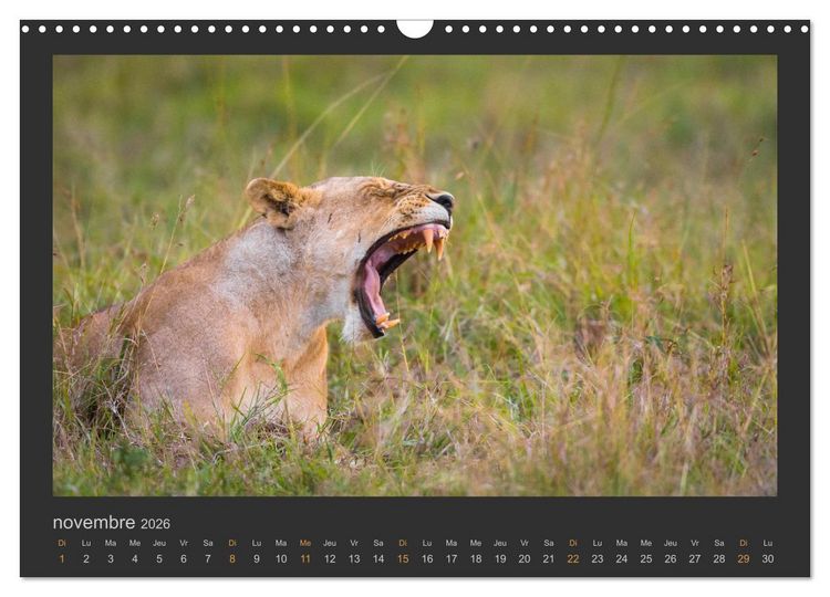 Produktbild: Lions &ndash; Photographies de la faune (Calendrier mural 2026 DIN A3 vertical), CALVENDO calendrier mensuel
