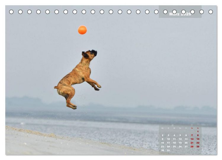Produktbild: Typisch Boxer (Tischkalender 2026 DIN A5 quer), CALVENDO Monatskalender