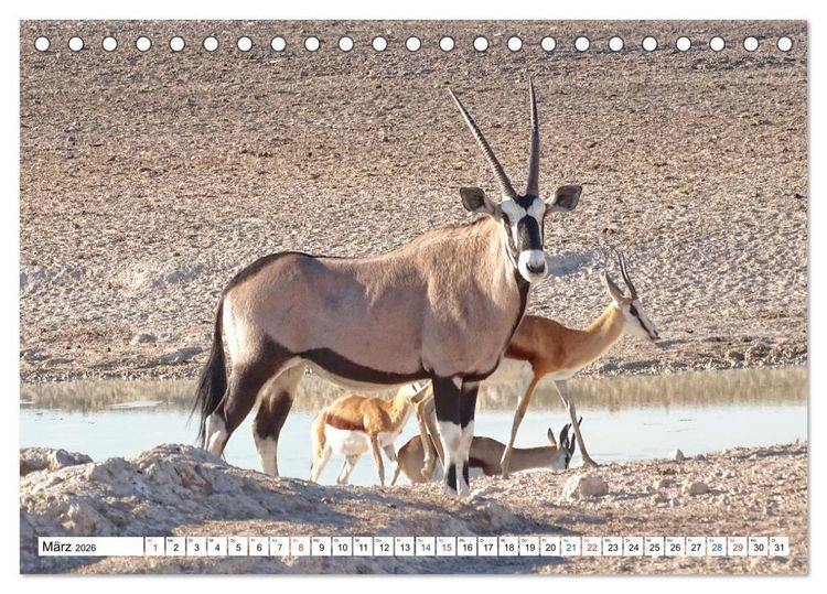 Produktbild: Namibia, Faszination W&uuml;ste und Tierwelt (Tischkalender 2026 DIN A5 quer), CALVENDO Monatskalender