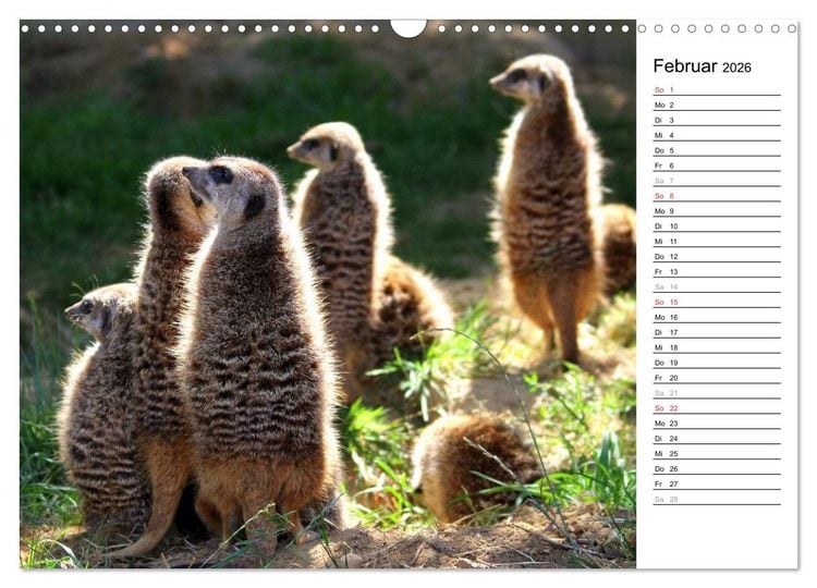 Produktbild: Erdm&auml;nnchen - Die Kobolde im Tierreich (Wandkalender 2026 DIN A3 quer), CALVENDO Monatskalender
